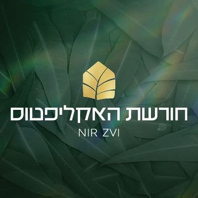 חורשת האקליפטוס - ניר צבי