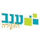 ענב הצעירה